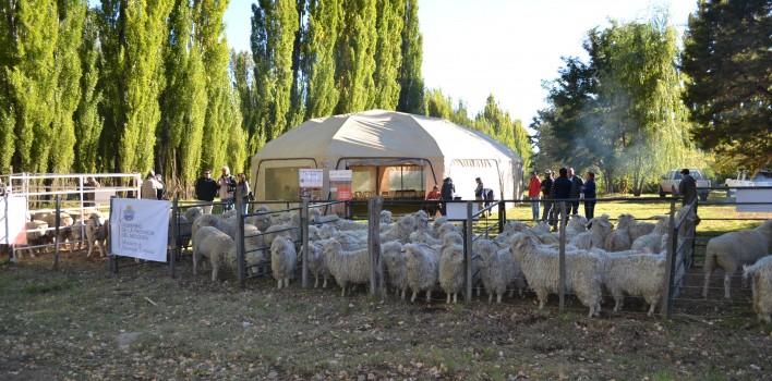 Feria-de-ovinos-Campana-Mahuida-11-708x350