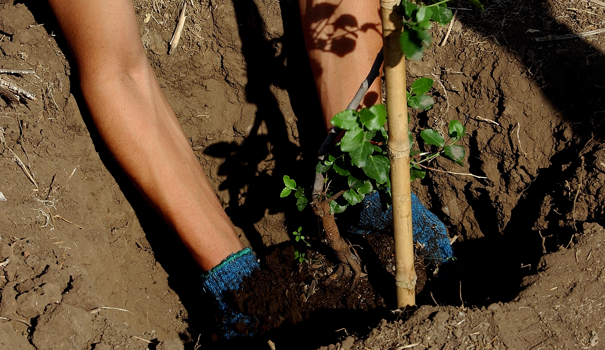 cultiva12