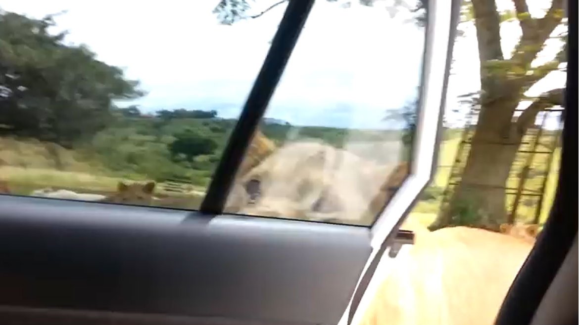 ¡En la sabana mando Yo!