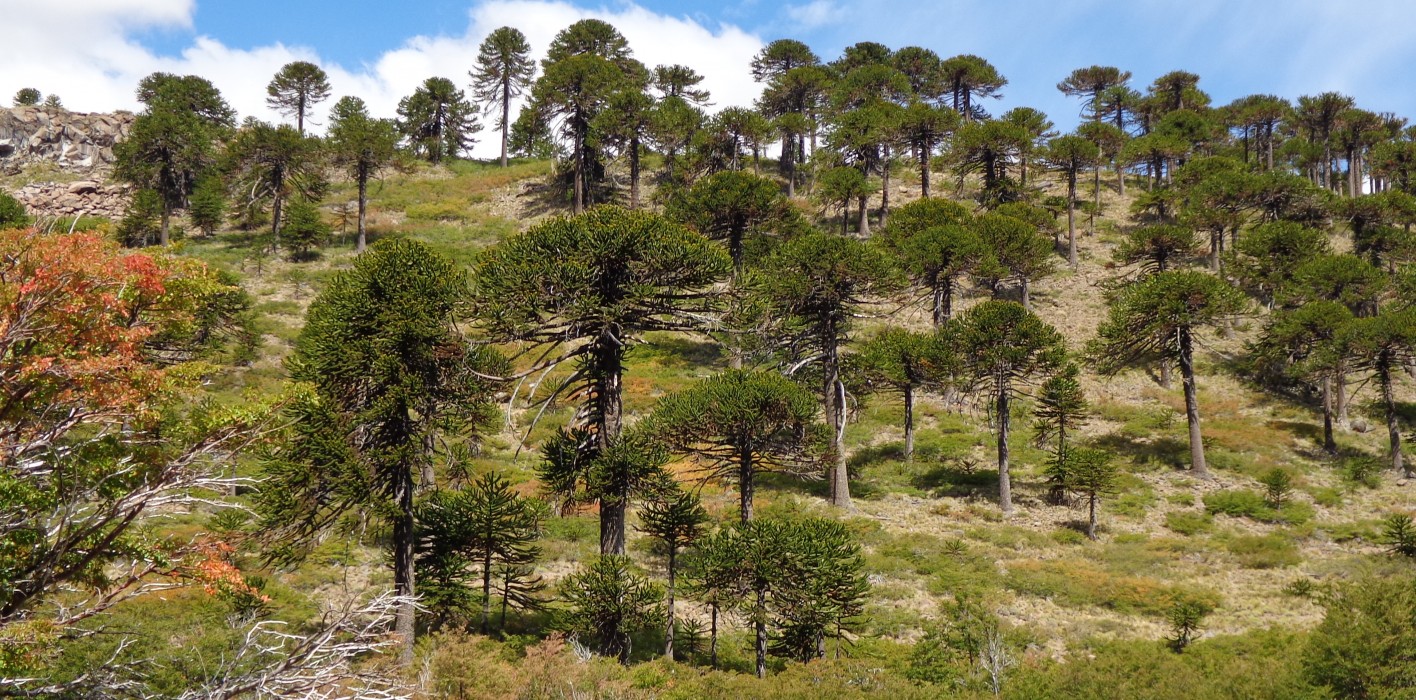 Pehuenia21M