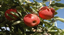 CHACRA-FRUTA-COSECHA-ENVASES-19_dumb