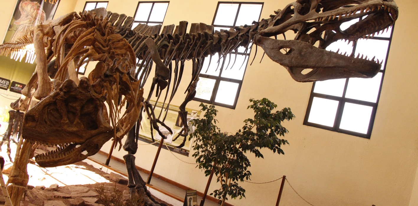 Los museos sistematizarán su patrimonio paleontológico y arqueológico