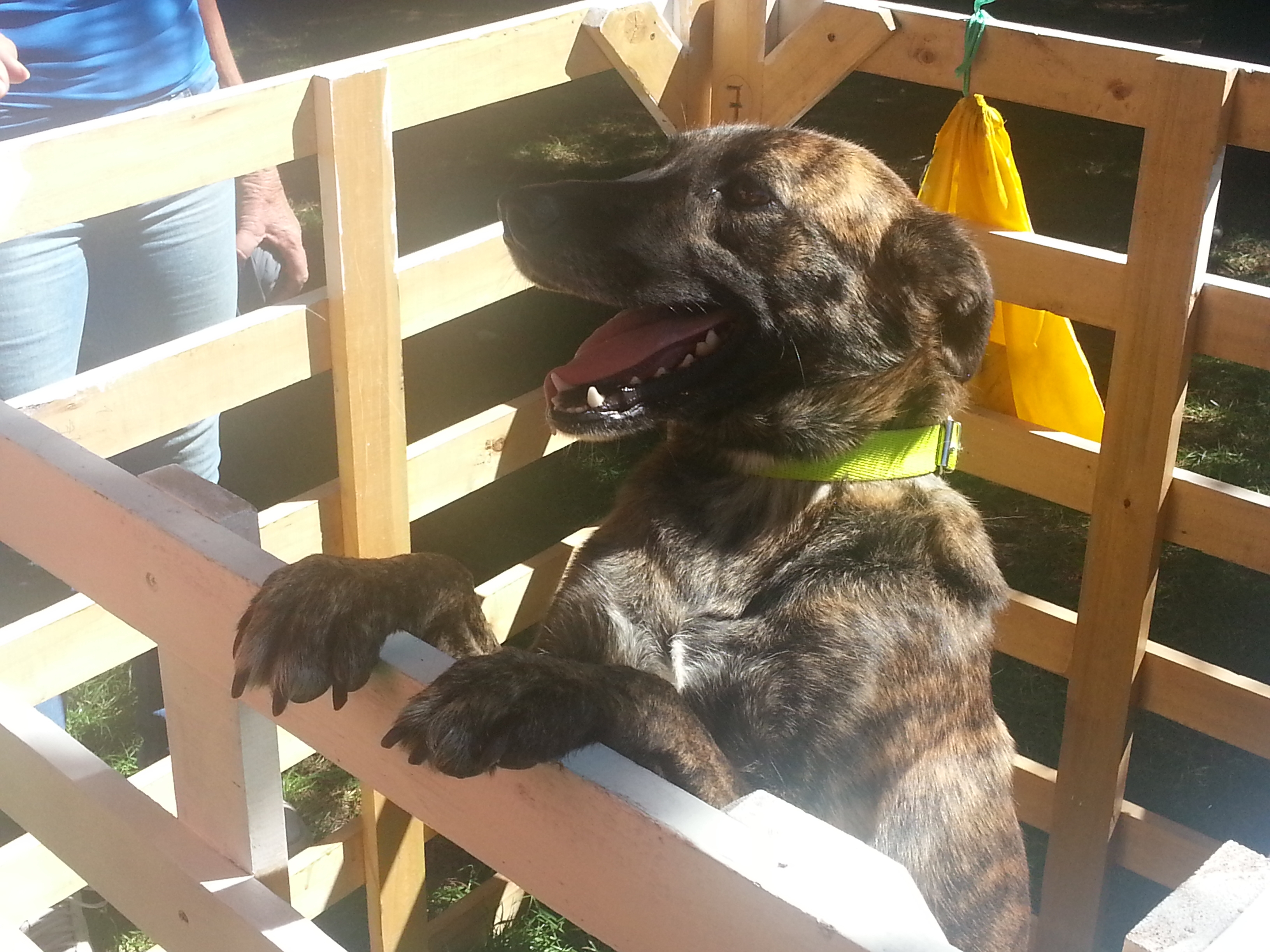 adopcion-mascotas