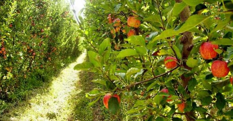 Archivo-Producción-frutas-en-Centenario-Manzanas2-800x417