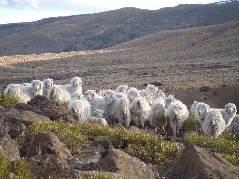 Comercializan el mohair de la zafra de otoño