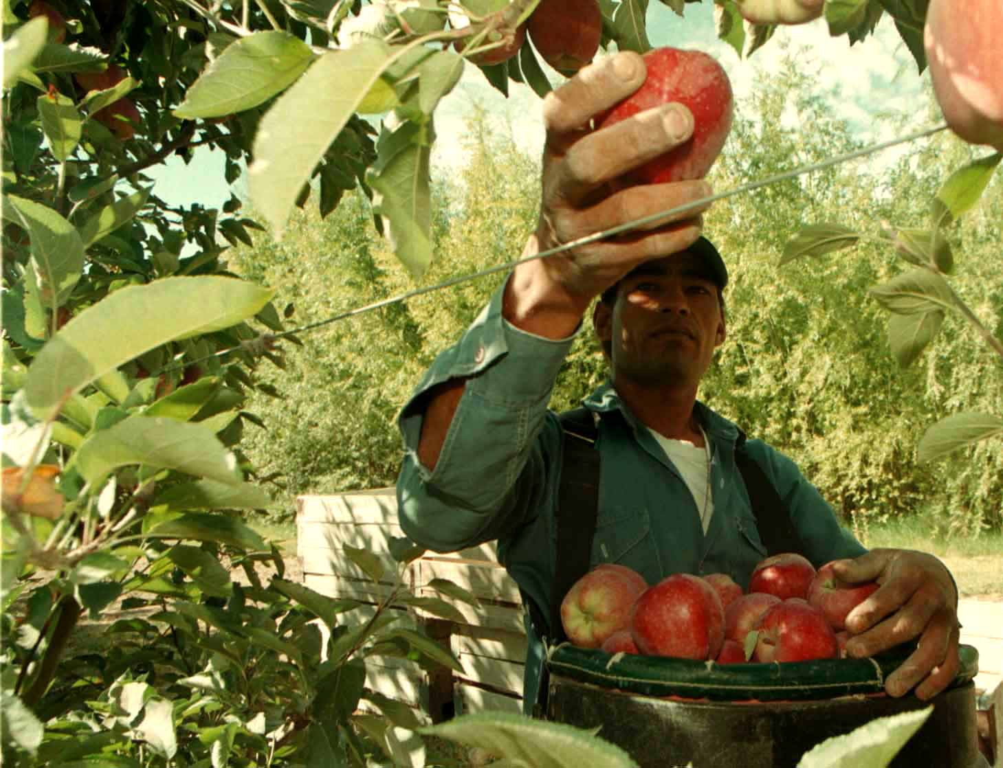 cosecha-de-la-manzana-06