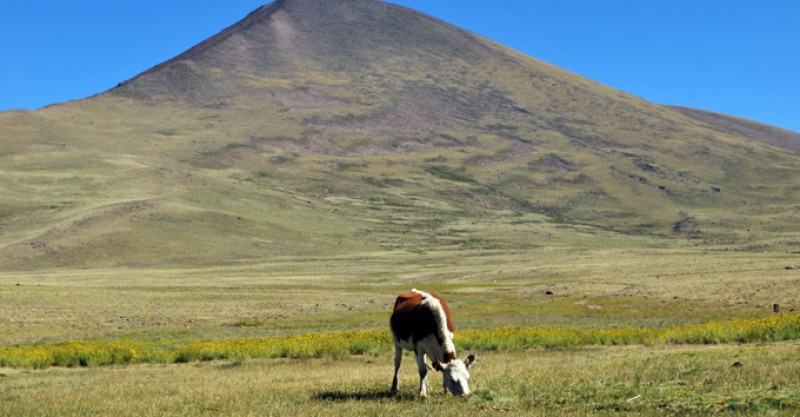 vacapastando-800x417