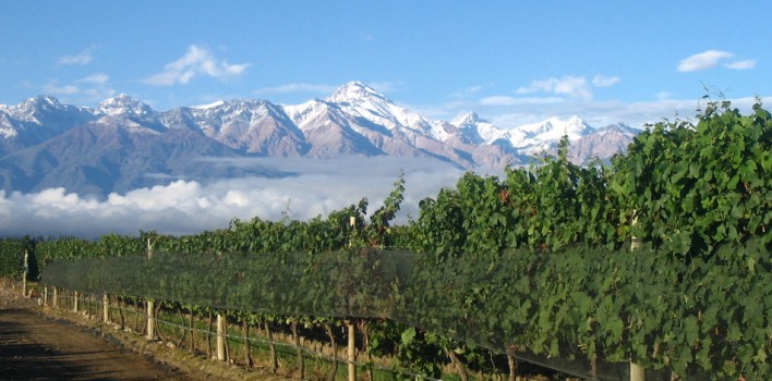 Vitivinicultura-708x350