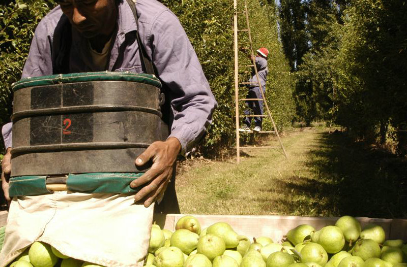 i7382-peras-cosecha-frutas-trabajador-pea-sup3-n
