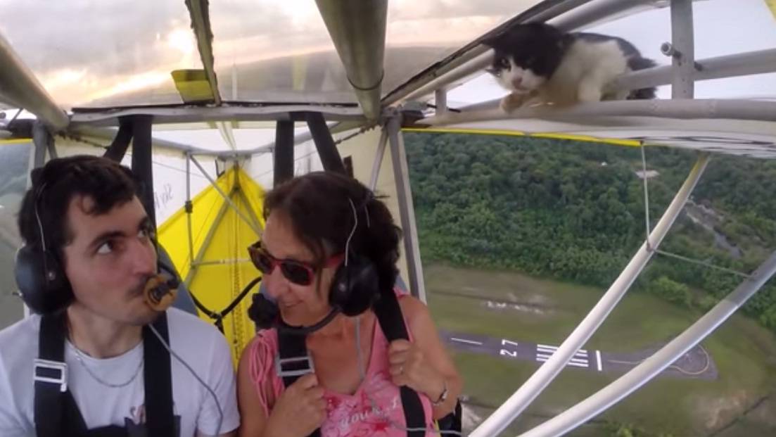 Un gato volador sorprendió a los tripulantes