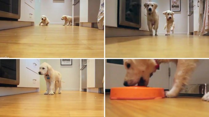 El crecimiento de dos perros golden retrievers revolucionan la web