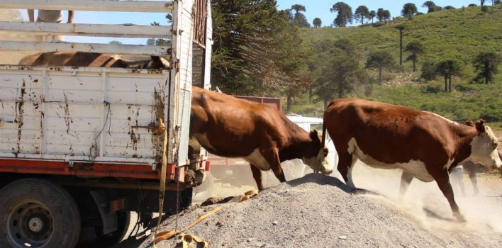 vacas-bajando-de-camión-708x350