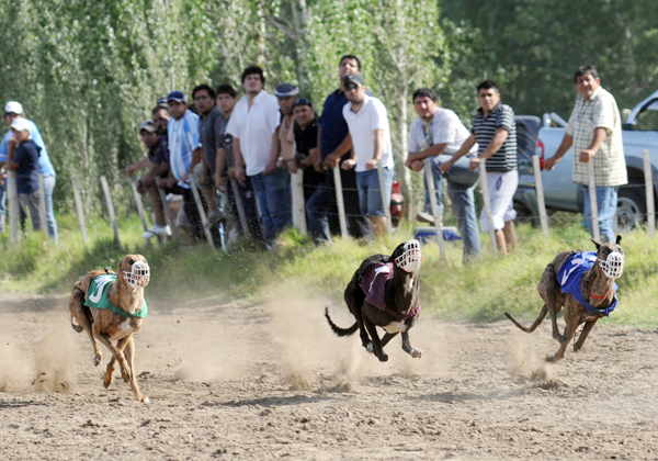 galgos