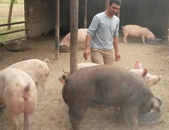 chanchos