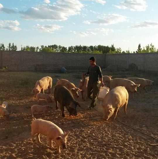 chanchos02