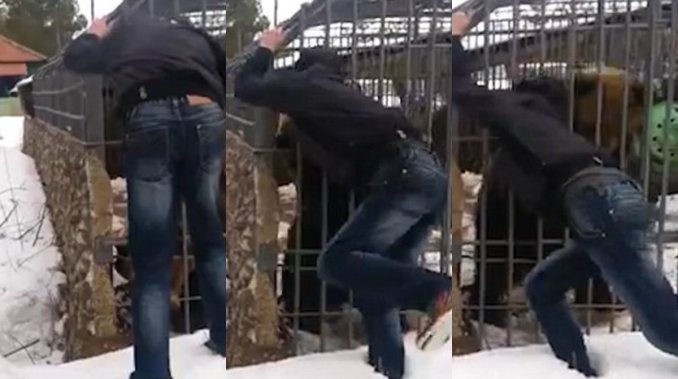 Un borracho quiso acariciar a un oso y perdió la mano de un mordisco