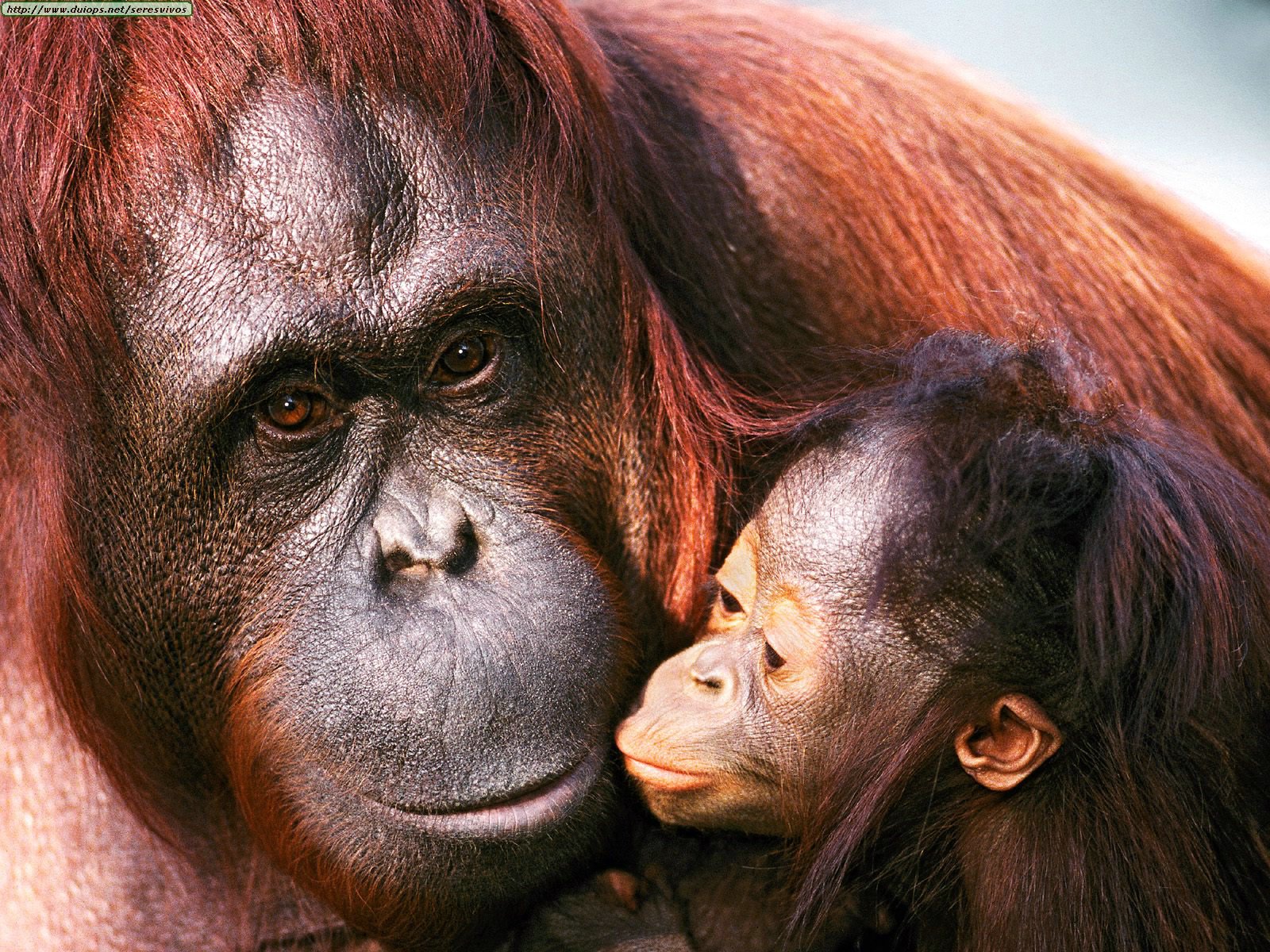 orangutanes