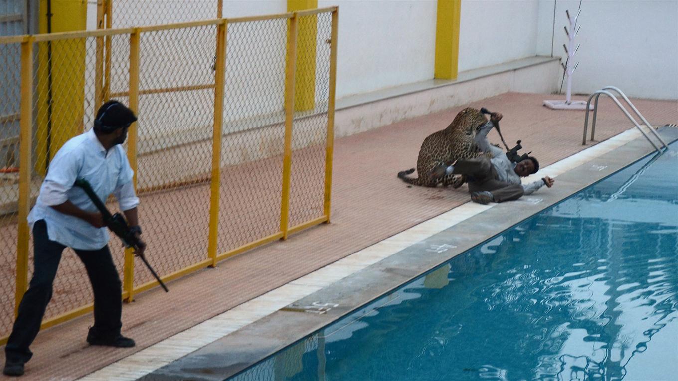 Leopardo india