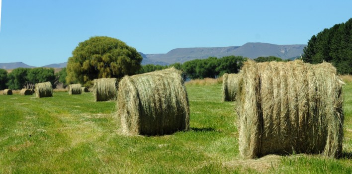Proyectos-para-el-sector-agropecuario-en-Neuquén.-708x350