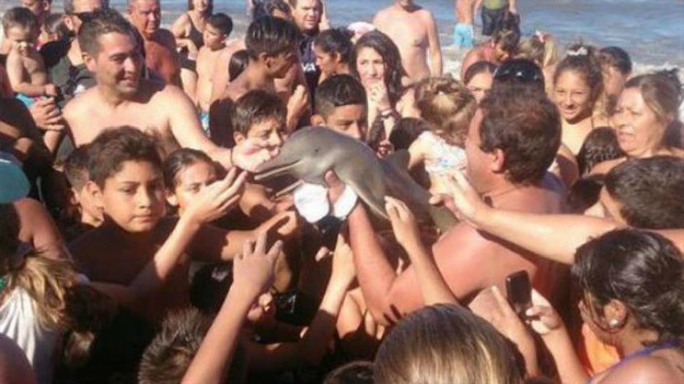 delfin del plata