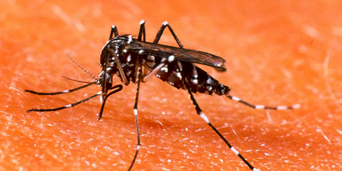 dengue