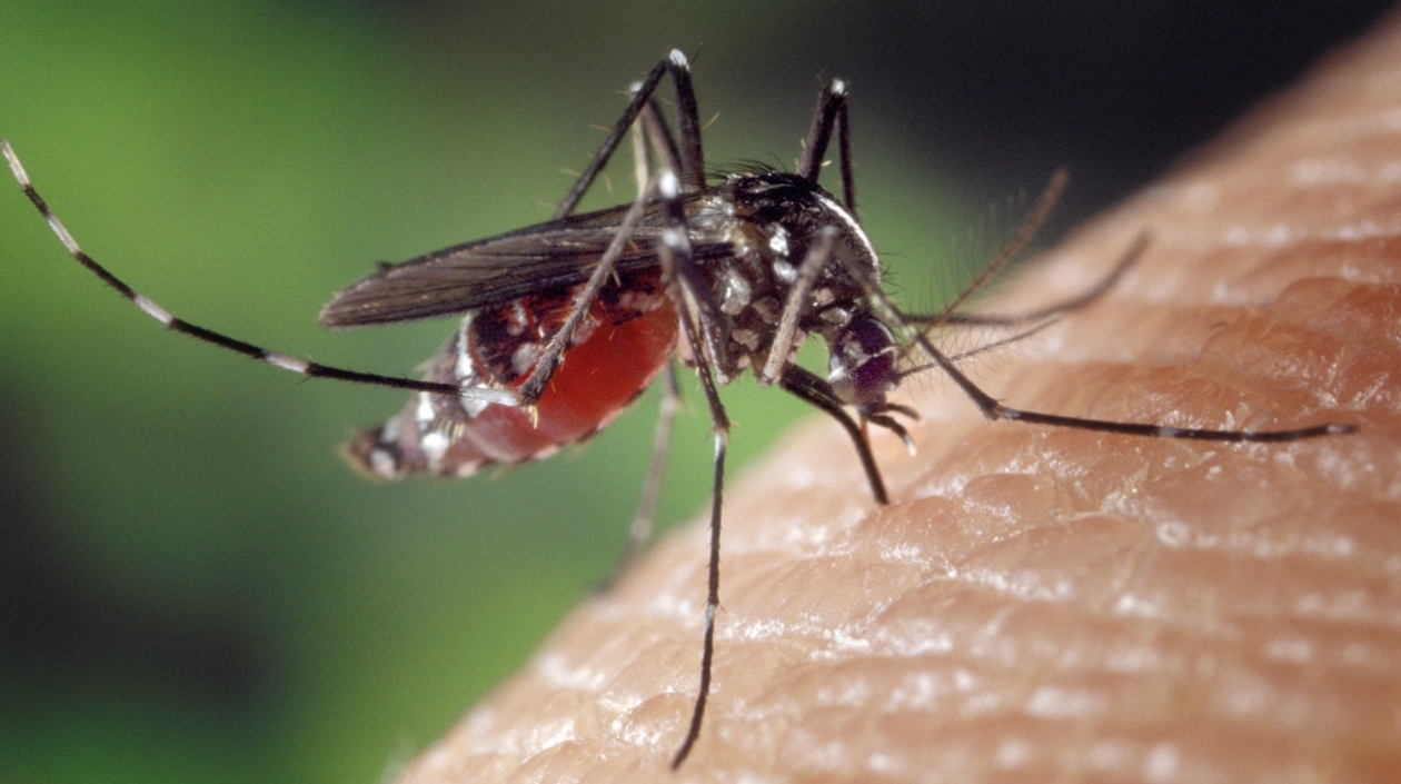 mmosquito_del_zika