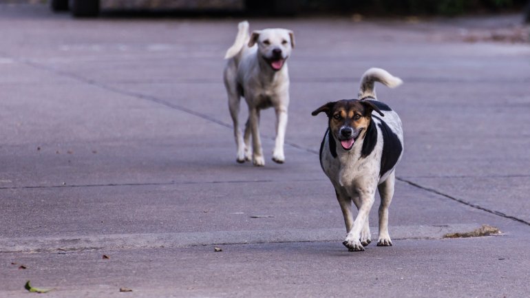 perros Archivo