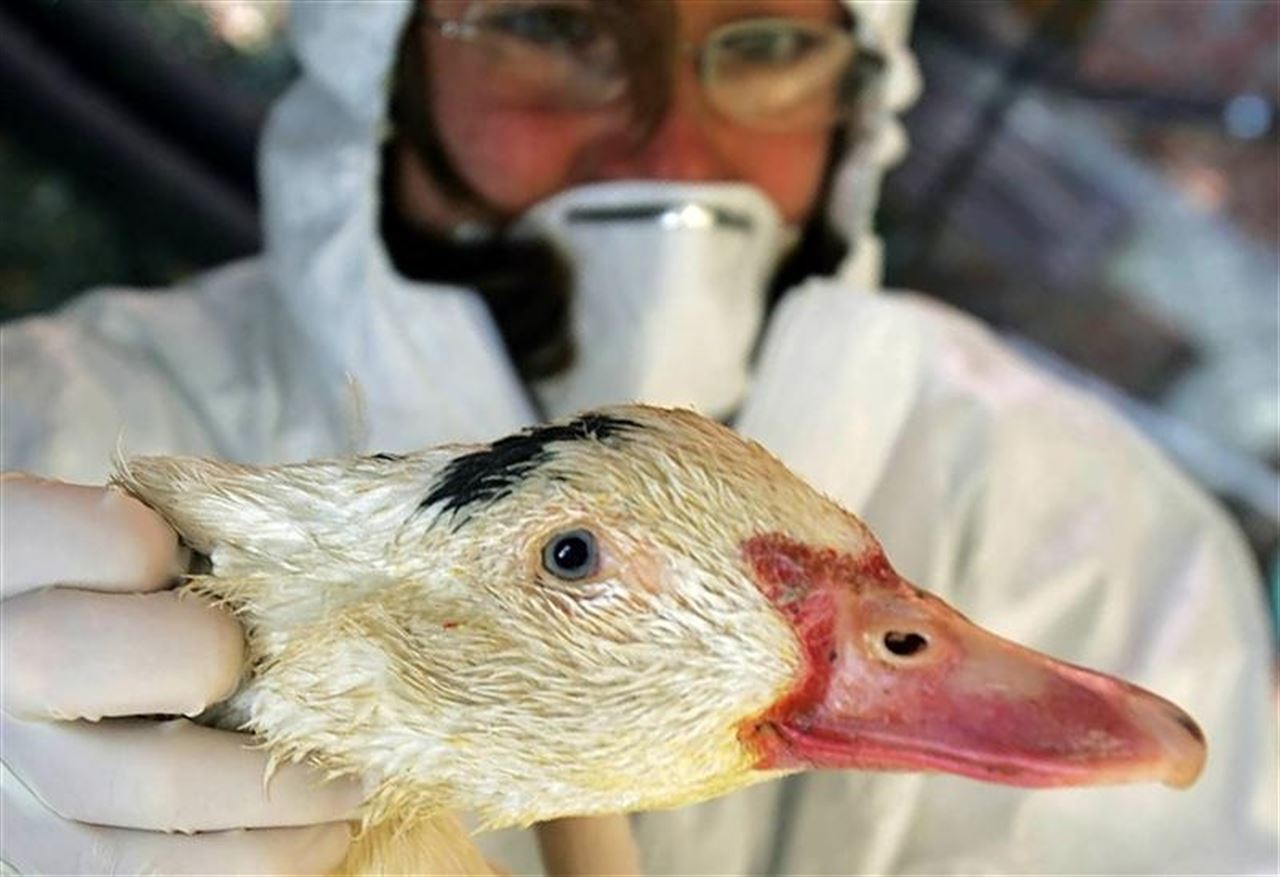 gripe aviar pato