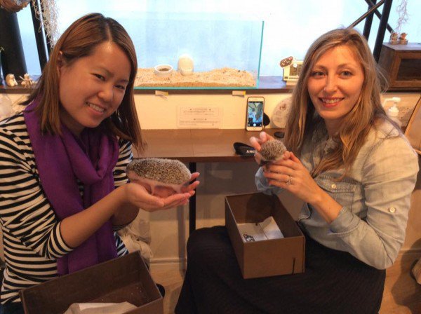 Un café exclusivo para erizos en Japón