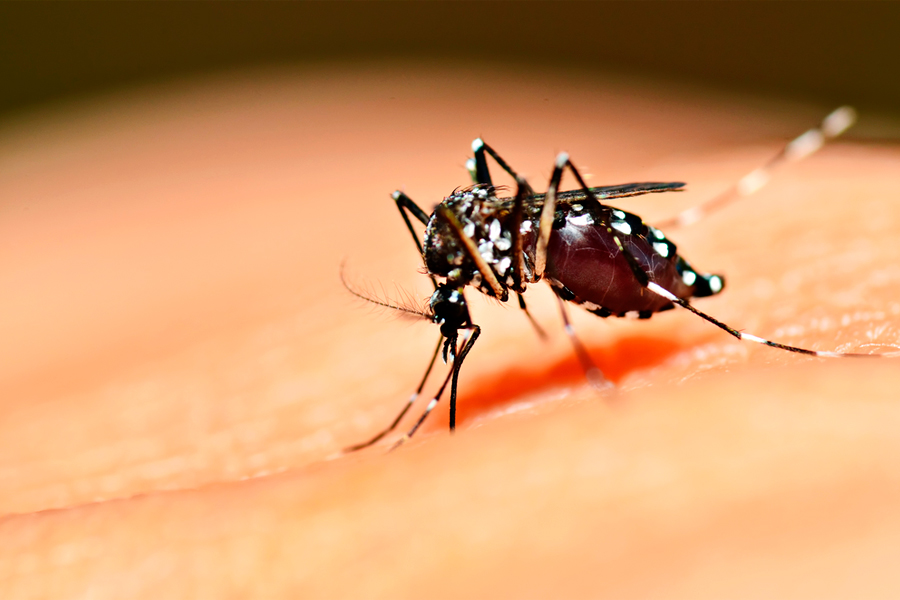 dengue