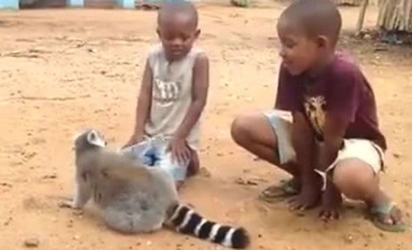 El lemur que se vuelve viral por pedir a niños que le rasquen la espalda