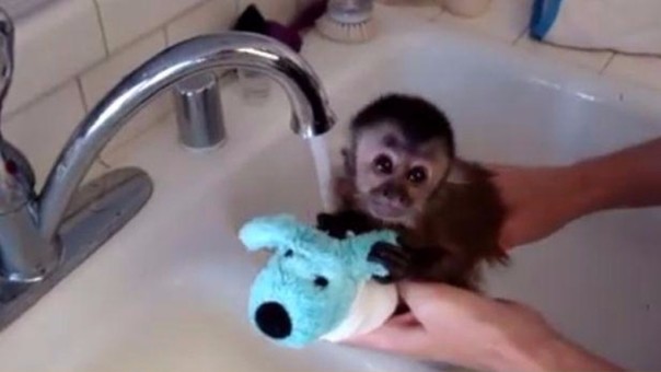 monito adorable