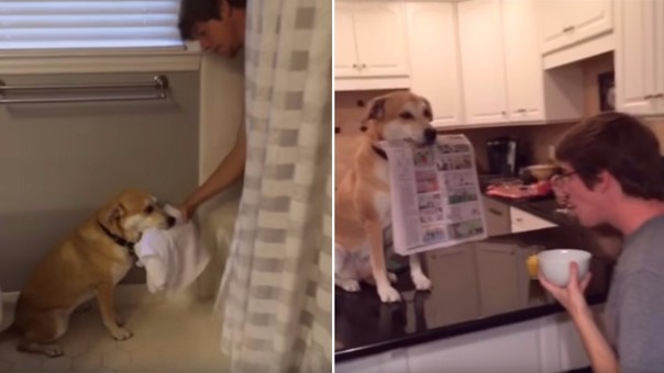 El perro más servicial del mundo