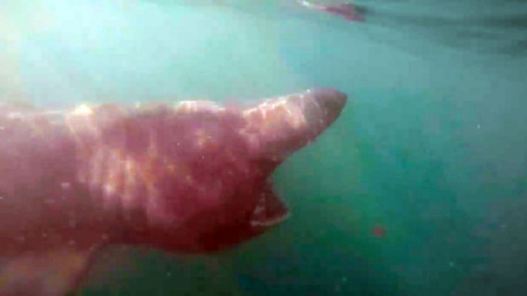 La increíble reacción de un hombre en kayak ante un tiburón gigante