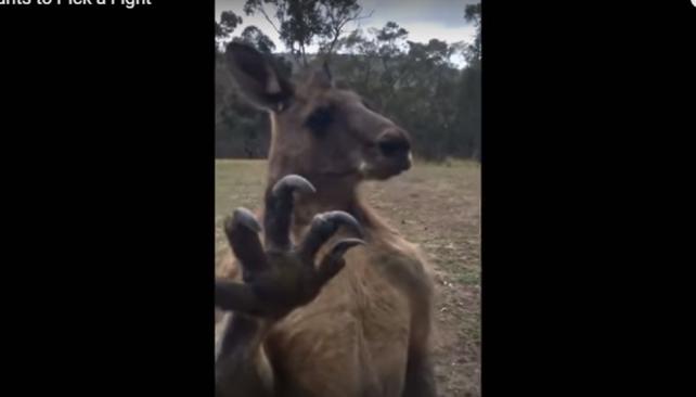 Viral: el canguro que pelea con su reflejo