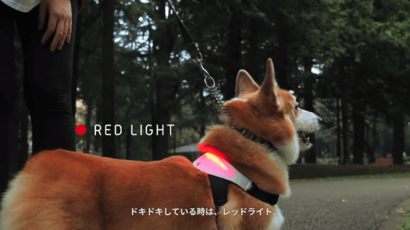 inupathy-04