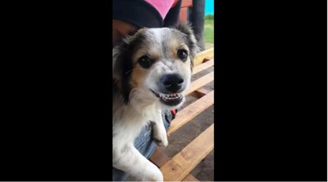 Video: el perro que odia a Macri