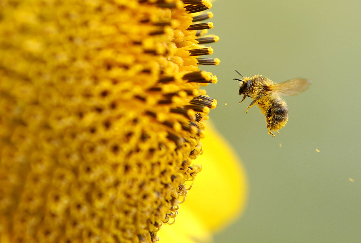 abeja