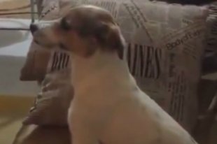 La reacción de este perro mirando ‘El Conjuro’ se volvió viral