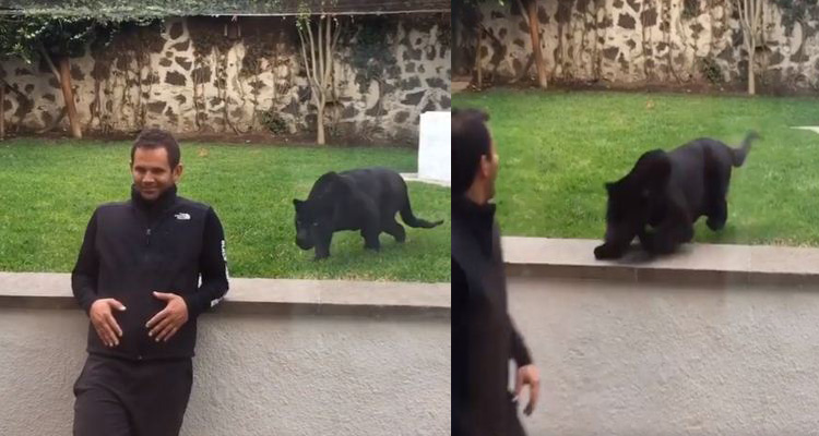 El ataque de una pantera negra que se volvió viral