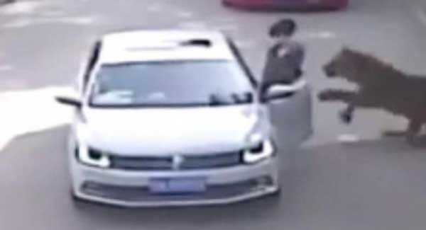 China: Un tigre mató a una mujer en el parque Beijing Badaling Wildlife