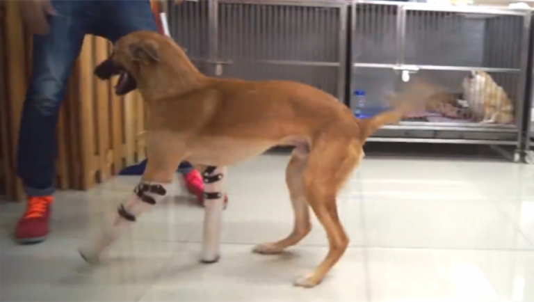 Un perro volvió a caminar gracias a dos prótesis