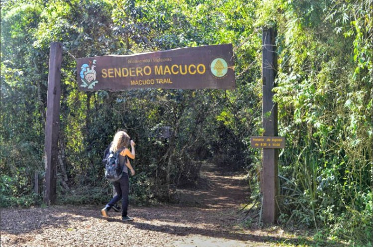 Macuco-