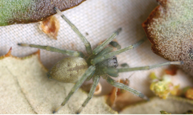 araña