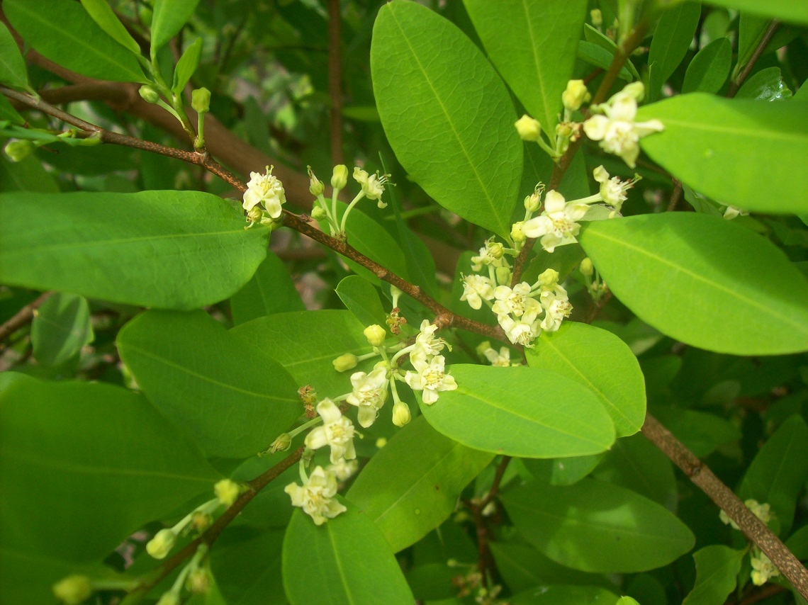 coca
