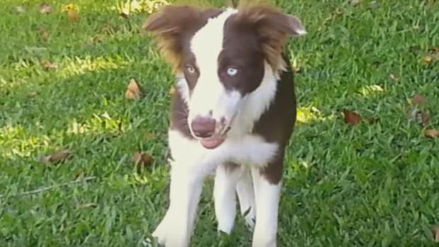 Un perro comió hongos alucinógenos y se volvió viral