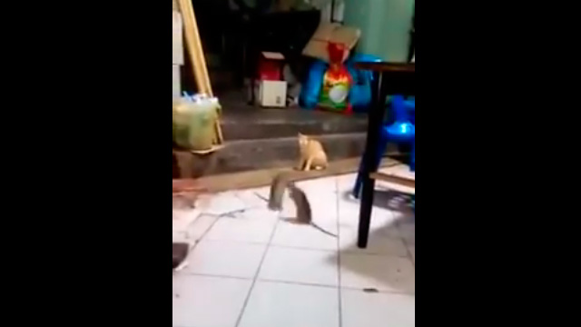 El gato que observa sereno una pelea entre dos ratas