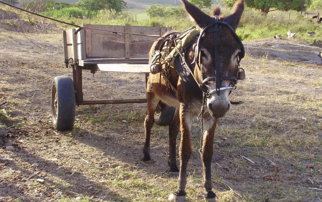 burro