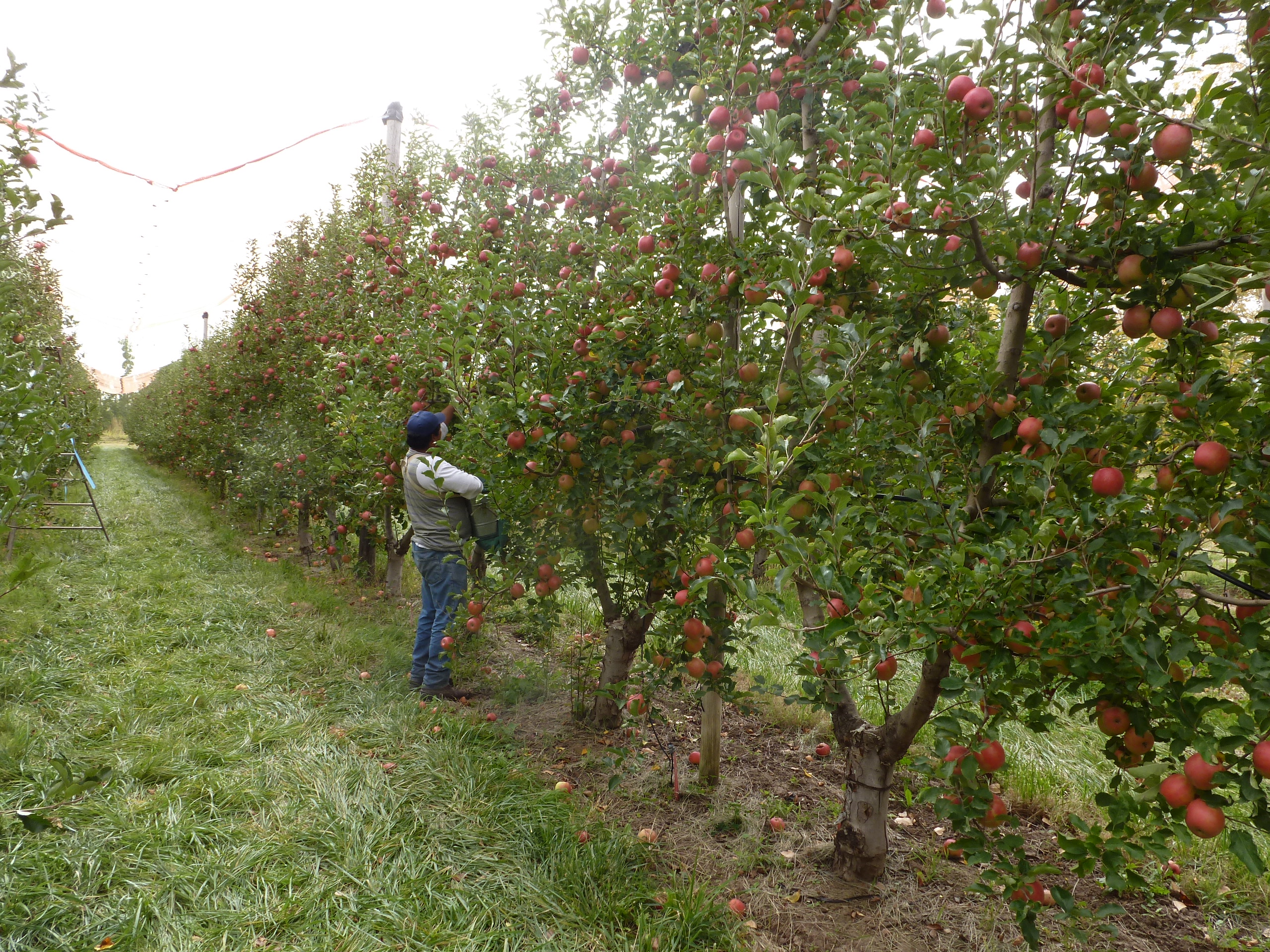 fruticultura