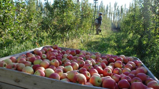manzanas
